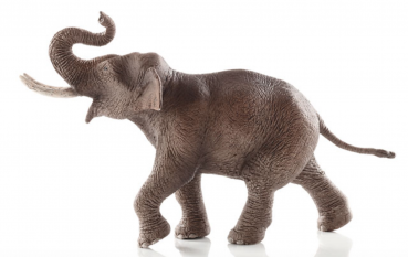 ELEFANTENBULLE - ASIATISCH